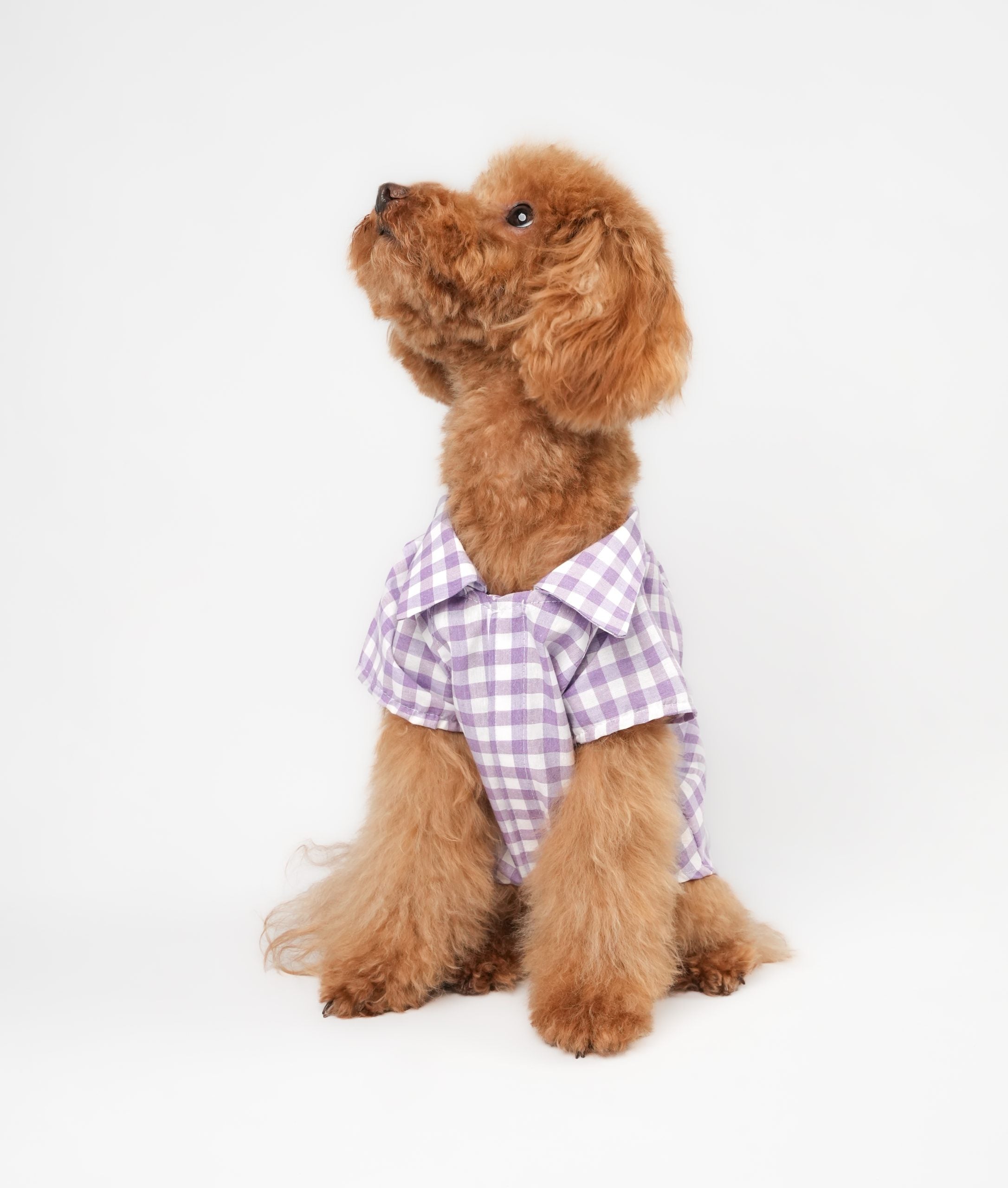 Lote Classy Mor Gömlek