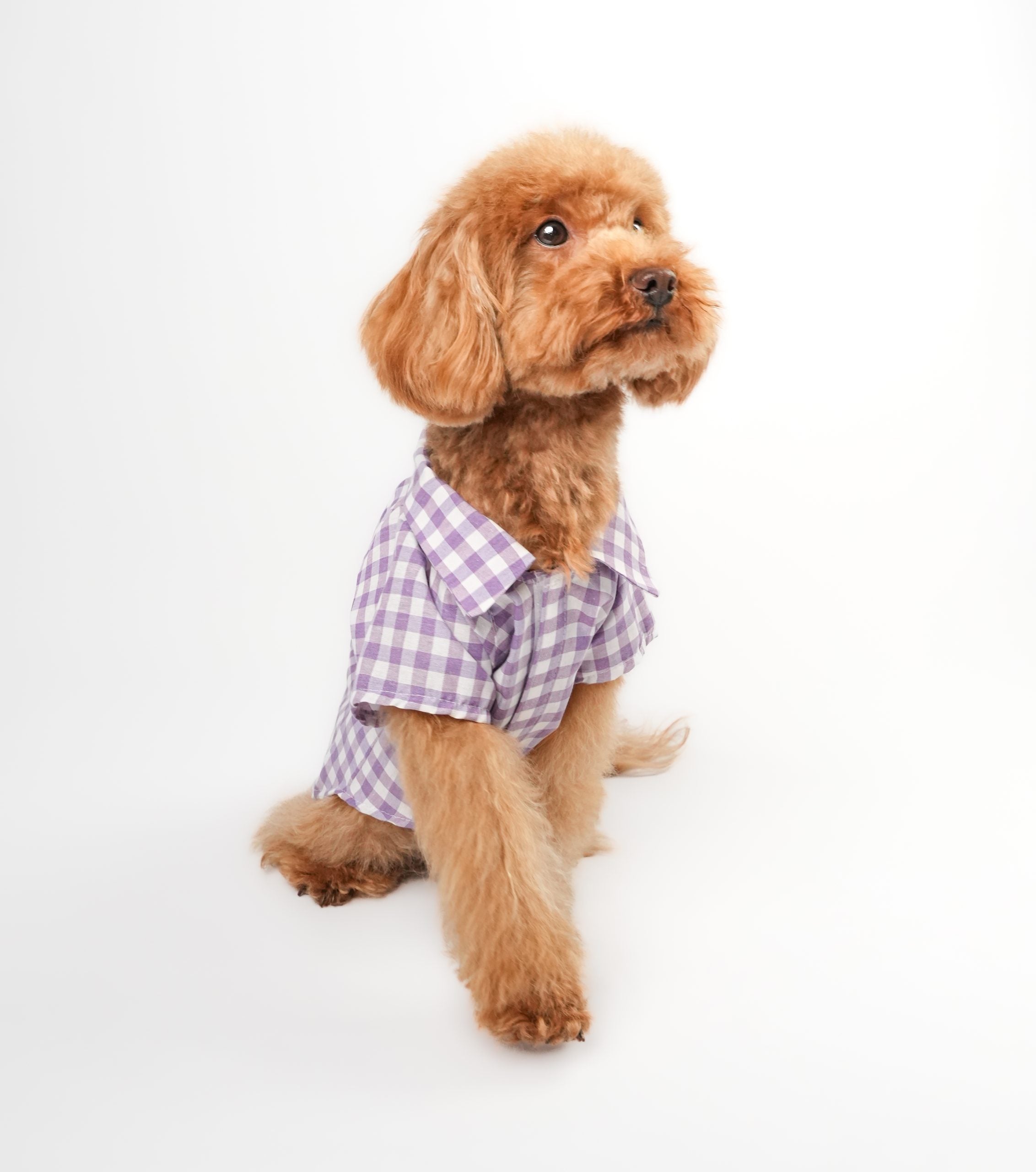 Lote Classy Mor Gömlek